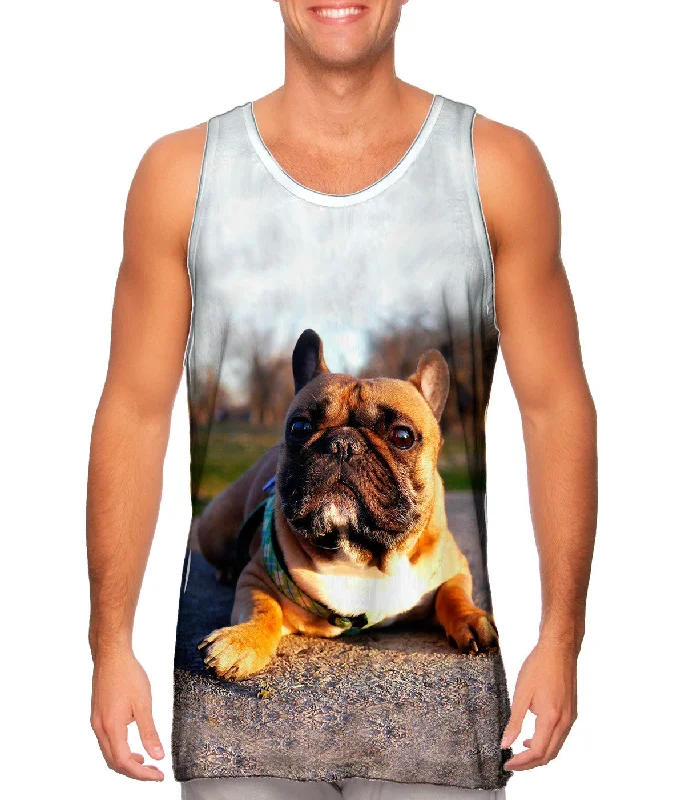 Thundering French Bulldog